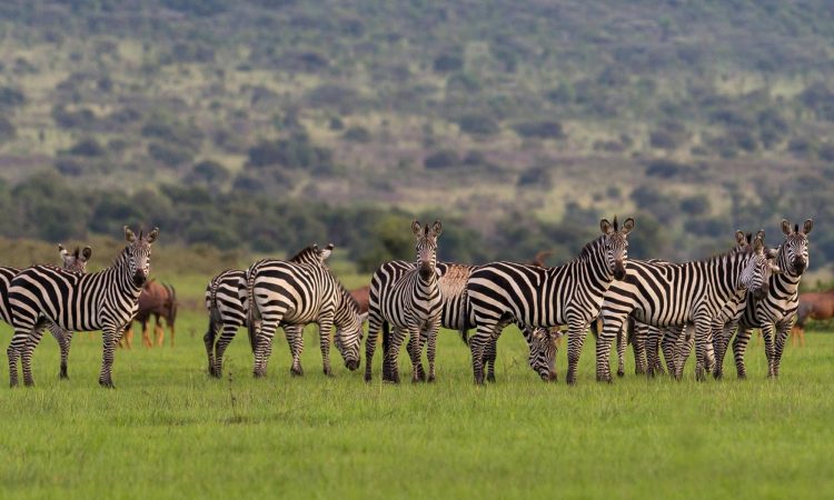 AKAGERA NATIONAL PARK